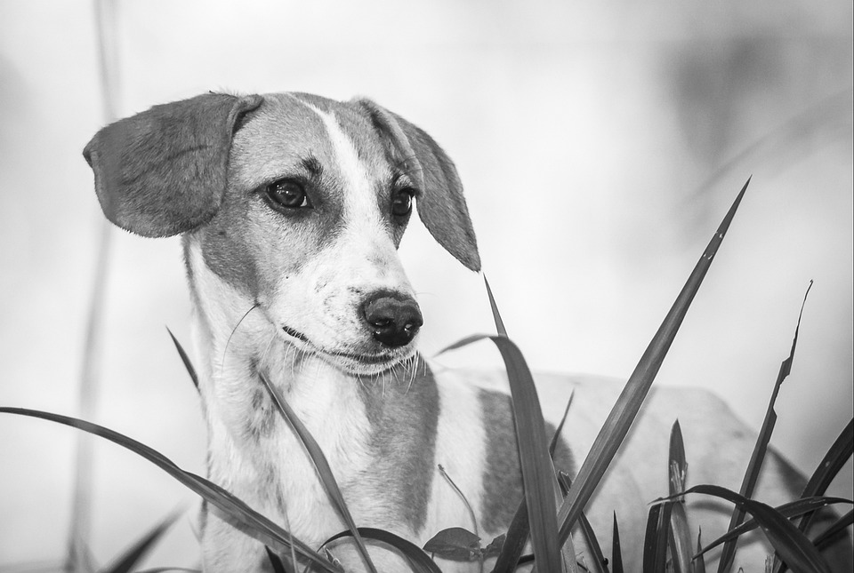 Frase De Cachorro Engraçado